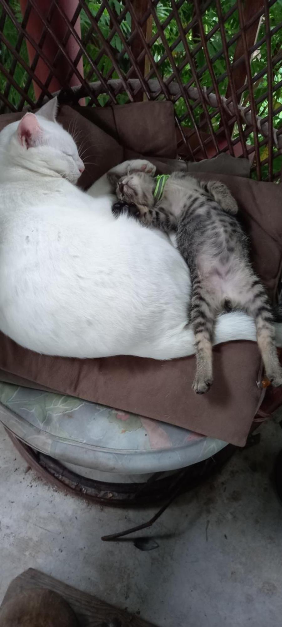 Plus Hostel Ayutthaya Kültér fotó